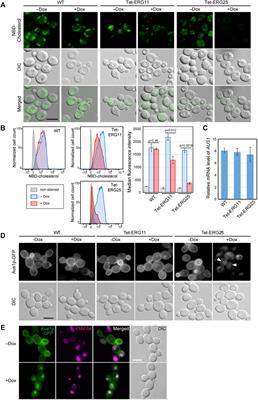 Erg25 Controls Host-Cholesterol Uptake Mediated by Aus1p-Associated Sterol-Rich Membrane Domains in Candida glabrata